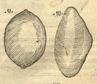 Picture 6 of 31 from Caroli Clvsii Atrebatis ... Exoticorvm libri decem ?quibus animalium, plantarum, aromatum, aliorum que peregrinorum fructuum historiae describuntur /item Petri Bellonii observationes ; eodem Carolo Clusio interprete ; series totius operis post praefationem indicabitur. (1605), leaf 42