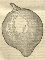 Picture 7 of 31 from Caroli Clvsii Atrebatis ... Exoticorvm libri decem ?quibus animalium, plantarum, aromatum, aliorum que peregrinorum fructuum historiae describuntur /item Petri Bellonii observationes ; eodem Carolo Clusio interprete ; series totius operis post praefationem indicabitur. (1605), leaf 46