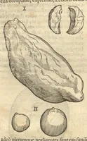An illustration from Caroli Clvsii Atrebatis ... Exoticorvm libri decem ?quibus animalium, plantarum, aromatum, aliorum que peregrinorum fructuum historiae describuntur /item Petri Bellonii observationes ; eodem Carolo Clusio interprete ; series totius operis post praefationem indicabitur. (1605)
