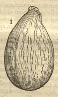 An illustration from Caroli Clvsii Atrebatis ... Exoticorvm libri decem ?quibus animalium, plantarum, aromatum, aliorum que peregrinorum fructuum historiae describuntur /item Petri Bellonii observationes ; eodem Carolo Clusio interprete ; series totius operis post praefationem indicabitur. (1605)