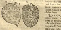 Picture 10 of 31 from Caroli Clvsii Atrebatis ... Exoticorvm libri decem ?quibus animalium, plantarum, aromatum, aliorum que peregrinorum fructuum historiae describuntur /item Petri Bellonii observationes ; eodem Carolo Clusio interprete ; series totius operis post praefationem indicabitur. (1605), leaf 51