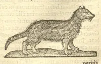 Picture 28 of 31 from Caroli Clvsii Atrebatis ... Exoticorvm libri decem ?quibus animalium, plantarum, aromatum, aliorum que peregrinorum fructuum historiae describuntur /item Petri Bellonii observationes ; eodem Carolo Clusio interprete ; series totius operis post praefationem indicabitur. (1605), leaf 589