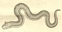 An illustration from Caroli Clvsii Atrebatis ... Exoticorvm libri decem ?quibus animalium, plantarum, aromatum, aliorum que peregrinorum fructuum historiae describuntur /item Petri Bellonii observationes ; eodem Carolo Clusio interprete ; series totius operis post praefationem indicabitur. (1605)