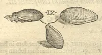 An illustration from Caroli Clvsii Atrebatis ... Exoticorvm libri decem ?quibus animalium, plantarum, aromatum, aliorum que peregrinorum fructuum historiae describuntur /item Petri Bellonii observationes ; eodem Carolo Clusio interprete ; series totius operis post praefationem indicabitur. (1605)