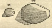 Picture 12 of 31 from Caroli Clvsii Atrebatis ... Exoticorvm libri decem ?quibus animalium, plantarum, aromatum, aliorum que peregrinorum fructuum historiae describuntur /item Petri Bellonii observationes ; eodem Carolo Clusio interprete ; series totius operis post praefationem indicabitur. (1605), leaf 74