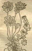 An illustration from Kreu?terbuch contrafayt vollkummen nach rechter warer beschreibung der alten leerer und a?rtzt ?sampt einer gemeynen ynleytung der Kreuter urhab erkatnussz brauch lob un herzlicheit /durch Otho Brunfels. (1534)