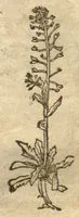 Picture 20 of 46 from Kreu?terbuch contrafayt vollkummen nach rechter warer beschreibung der alten leerer und a?rtzt ?sampt einer gemeynen ynleytung der Kreuter urhab erkatnussz brauch lob un herzlicheit /durch Otho Brunfels. (1534), leaf 102