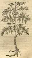 Picture 22 of 46 from Kreu?terbuch contrafayt vollkummen nach rechter warer beschreibung der alten leerer und a?rtzt ?sampt einer gemeynen ynleytung der Kreuter urhab erkatnussz brauch lob un herzlicheit /durch Otho Brunfels. (1534), leaf 110