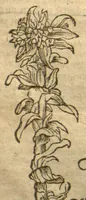 Picture 23 of 46 from Kreu?terbuch contrafayt vollkummen nach rechter warer beschreibung der alten leerer und a?rtzt ?sampt einer gemeynen ynleytung der Kreuter urhab erkatnussz brauch lob un herzlicheit /durch Otho Brunfels. (1534), leaf 119