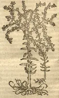 An illustration from Kreu?terbuch contrafayt vollkummen nach rechter warer beschreibung der alten leerer und a?rtzt ?sampt einer gemeynen ynleytung der Kreuter urhab erkatnussz brauch lob un herzlicheit /durch Otho Brunfels. (1534)