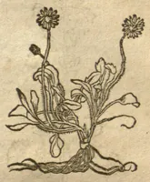 Picture 25 of 46 from Kreu?terbuch contrafayt vollkummen nach rechter warer beschreibung der alten leerer und a?rtzt ?sampt einer gemeynen ynleytung der Kreuter urhab erkatnussz brauch lob un herzlicheit /durch Otho Brunfels. (1534), leaf 128