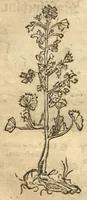 An illustration from Kreu?terbuch contrafayt vollkummen nach rechter warer beschreibung der alten leerer und a?rtzt ?sampt einer gemeynen ynleytung der Kreuter urhab erkatnussz brauch lob un herzlicheit /durch Otho Brunfels. (1534)