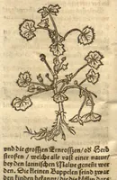 Picture 27 of 46 from Kreu?terbuch contrafayt vollkummen nach rechter warer beschreibung der alten leerer und a?rtzt ?sampt einer gemeynen ynleytung der Kreuter urhab erkatnussz brauch lob un herzlicheit /durch Otho Brunfels. (1534), leaf 129