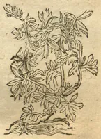 Picture 28 of 46 from Kreu?terbuch contrafayt vollkummen nach rechter warer beschreibung der alten leerer und a?rtzt ?sampt einer gemeynen ynleytung der Kreuter urhab erkatnussz brauch lob un herzlicheit /durch Otho Brunfels. (1534), leaf 132