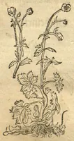 Picture 30 of 46 from Kreu?terbuch contrafayt vollkummen nach rechter warer beschreibung der alten leerer und a?rtzt ?sampt einer gemeynen ynleytung der Kreuter urhab erkatnussz brauch lob un herzlicheit /durch Otho Brunfels. (1534), leaf 141