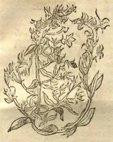 Picture 31 of 46 from Kreu?terbuch contrafayt vollkummen nach rechter warer beschreibung der alten leerer und a?rtzt ?sampt einer gemeynen ynleytung der Kreuter urhab erkatnussz brauch lob un herzlicheit /durch Otho Brunfels. (1534), leaf 152