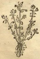 Picture 33 of 46 from Kreu?terbuch contrafayt vollkummen nach rechter warer beschreibung der alten leerer und a?rtzt ?sampt einer gemeynen ynleytung der Kreuter urhab erkatnussz brauch lob un herzlicheit /durch Otho Brunfels. (1534), leaf 153