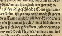 An illustration from Kreu?terbuch contrafayt vollkummen nach rechter warer beschreibung der alten leerer und a?rtzt ?sampt einer gemeynen ynleytung der Kreuter urhab erkatnussz brauch lob un herzlicheit /durch Otho Brunfels. (1534)