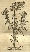 An illustration from Kreu?terbuch contrafayt vollkummen nach rechter warer beschreibung der alten leerer und a?rtzt ?sampt einer gemeynen ynleytung der Kreuter urhab erkatnussz brauch lob un herzlicheit /durch Otho Brunfels. (1534)