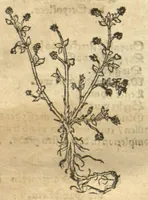 Picture 36 of 46 from Kreu?terbuch contrafayt vollkummen nach rechter warer beschreibung der alten leerer und a?rtzt ?sampt einer gemeynen ynleytung der Kreuter urhab erkatnussz brauch lob un herzlicheit /durch Otho Brunfels. (1534), leaf 185