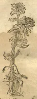 An illustration from Kreu?terbuch contrafayt vollkummen nach rechter warer beschreibung der alten leerer und a?rtzt ?sampt einer gemeynen ynleytung der Kreuter urhab erkatnussz brauch lob un herzlicheit /durch Otho Brunfels. (1534)
