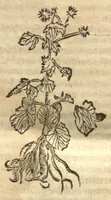 An illustration from Kreu?terbuch contrafayt vollkummen nach rechter warer beschreibung der alten leerer und a?rtzt ?sampt einer gemeynen ynleytung der Kreuter urhab erkatnussz brauch lob un herzlicheit /durch Otho Brunfels. (1534)