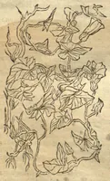 Picture 41 of 46 from Kreu?terbuch contrafayt vollkummen nach rechter warer beschreibung der alten leerer und a?rtzt ?sampt einer gemeynen ynleytung der Kreuter urhab erkatnussz brauch lob un herzlicheit /durch Otho Brunfels. (1534), leaf 203