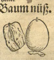 Picture 43 of 46 from Kreu?terbuch contrafayt vollkummen nach rechter warer beschreibung der alten leerer und a?rtzt ?sampt einer gemeynen ynleytung der Kreuter urhab erkatnussz brauch lob un herzlicheit /durch Otho Brunfels. (1534), leaf 206