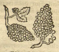 Picture 44 of 46 from Kreu?terbuch contrafayt vollkummen nach rechter warer beschreibung der alten leerer und a?rtzt ?sampt einer gemeynen ynleytung der Kreuter urhab erkatnussz brauch lob un herzlicheit /durch Otho Brunfels. (1534), leaf 208