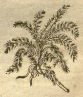 An illustration from Kreu?terbuch contrafayt vollkummen nach rechter warer beschreibung der alten leerer und a?rtzt ?sampt einer gemeynen ynleytung der Kreuter urhab erkatnussz brauch lob un herzlicheit /durch Otho Brunfels. (1534)