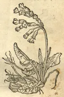 An illustration from Kreu?terbuch contrafayt vollkummen nach rechter warer beschreibung der alten leerer und a?rtzt ?sampt einer gemeynen ynleytung der Kreuter urhab erkatnussz brauch lob un herzlicheit /durch Otho Brunfels. (1534)
