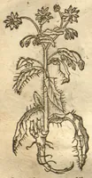 An illustration from Kreu?terbuch contrafayt vollkummen nach rechter warer beschreibung der alten leerer und a?rtzt ?sampt einer gemeynen ynleytung der Kreuter urhab erkatnussz brauch lob un herzlicheit /durch Otho Brunfels. (1534)
