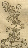 Picture 6 of 46 from Kreu?terbuch contrafayt vollkummen nach rechter warer beschreibung der alten leerer und a?rtzt ?sampt einer gemeynen ynleytung der Kreuter urhab erkatnussz brauch lob un herzlicheit /durch Otho Brunfels. (1534), leaf 49