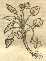 An illustration from Kreu?terbuch contrafayt vollkummen nach rechter warer beschreibung der alten leerer und a?rtzt ?sampt einer gemeynen ynleytung der Kreuter urhab erkatnussz brauch lob un herzlicheit /durch Otho Brunfels. (1534)