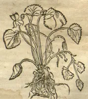 Picture 9 of 46 from Kreu?terbuch contrafayt vollkummen nach rechter warer beschreibung der alten leerer und a?rtzt ?sampt einer gemeynen ynleytung der Kreuter urhab erkatnussz brauch lob un herzlicheit /durch Otho Brunfels. (1534), leaf 59
