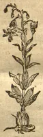 An illustration from Kreu?terbuch contrafayt vollkummen nach rechter warer beschreibung der alten leerer und a?rtzt ?sampt einer gemeynen ynleytung der Kreuter urhab erkatnussz brauch lob un herzlicheit /durch Otho Brunfels. (1534)