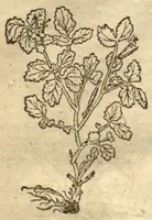 An illustration from Kreu?terbuch contrafayt vollkummen nach rechter warer beschreibung der alten leerer und a?rtzt ?sampt einer gemeynen ynleytung der Kreuter urhab erkatnussz brauch lob un herzlicheit /durch Otho Brunfels. (1534)