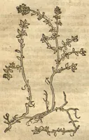 An illustration from Kreu?terbuch contrafayt vollkummen nach rechter warer beschreibung der alten leerer und a?rtzt ?sampt einer gemeynen ynleytung der Kreuter urhab erkatnussz brauch lob un herzlicheit /durch Otho Brunfels. (1534)