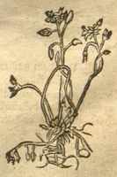 An illustration from Kreu?terbuch contrafayt vollkummen nach rechter warer beschreibung der alten leerer und a?rtzt ?sampt einer gemeynen ynleytung der Kreuter urhab erkatnussz brauch lob un herzlicheit /durch Otho Brunfels. (1534)