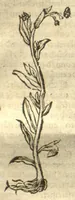 An illustration from Kreu?terbuch contrafayt vollkummen nach rechter warer beschreibung der alten leerer und a?rtzt ?sampt einer gemeynen ynleytung der Kreuter urhab erkatnussz brauch lob un herzlicheit /durch Otho Brunfels. (1534)