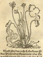 An illustration from Kreu?terbuch contrafayt vollkummen nach rechter warer beschreibung der alten leerer und a?rtzt ?sampt einer gemeynen ynleytung der Kreuter urhab erkatnussz brauch lob un herzlicheit /durch Otho Brunfels. (1534)