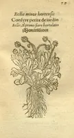 An illustration from Plantarum effigies /e? Leonartho Fuschio, ac quinque diuersis linguis redditae ... (1549)