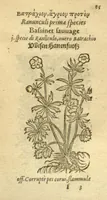 An illustration from Plantarum effigies /e? Leonartho Fuschio, ac quinque diuersis linguis redditae ... (1549)