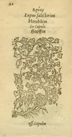 Picture 15 of 76 from Plantarum effigies /e? Leonartho Fuschio, ac quinque diuersis linguis redditae ... (1549), leaf 115