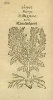 Picture 16 of 76 from Plantarum effigies /e? Leonartho Fuschio, ac quinque diuersis linguis redditae ... (1549), leaf 123