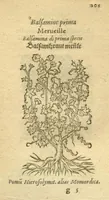 Picture 17 of 76 from Plantarum effigies /e? Leonartho Fuschio, ac quinque diuersis linguis redditae ... (1549), leaf 128