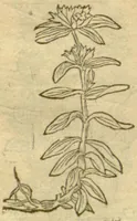 An illustration from Plantarum effigies /e? Leonartho Fuschio, ac quinque diuersis linguis redditae ... (1549)