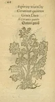 Picture 19 of 76 from Plantarum effigies /e? Leonartho Fuschio, ac quinque diuersis linguis redditae ... (1549), leaf 141