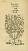 An illustration from Plantarum effigies /e? Leonartho Fuschio, ac quinque diuersis linguis redditae ... (1549)