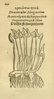 Picture 21 of 76 from Plantarum effigies /e? Leonartho Fuschio, ac quinque diuersis linguis redditae ... (1549), leaf 155